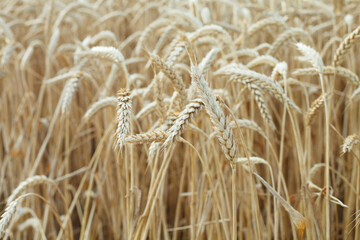 biofuel, wheat ear background