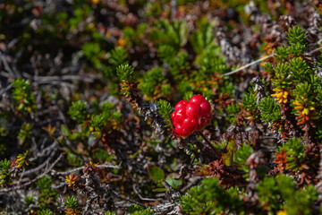 Wild ripe red cloudberry on a vegetative blurred background, selective focus, Norway
