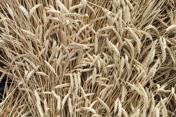 wheat ear background