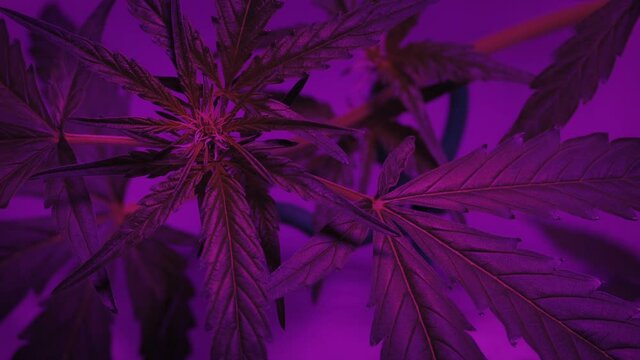 Cannabis Plant In Breeze Under LED Grow Light