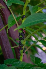 A Group of Spotted Lanternfly Nymphs Resting on a Green Plant