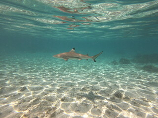 Obraz premium Requin pointe noire, lagon de Taha'a, Polynésie française