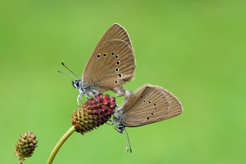 Fototapeta na wymiar Dunkler Ameistenbläuling bei der Paarung