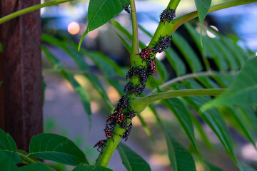 A Group of Spotted Lanternfly Nymphs Resting on a Green Plant