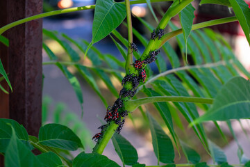 A Group of Spotted Lanternfly Nymphs Resting on a Green Plant
