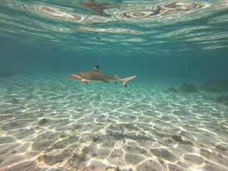 Obraz premium Requin pointe noire, lagon de Taha'a, Polynésie française
