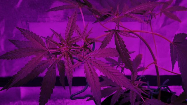 Cannabis Plant Under LED Grow Light
