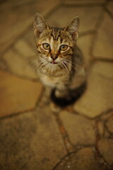 Lovely grey tabby kitten sittingon the stone floor outdoor