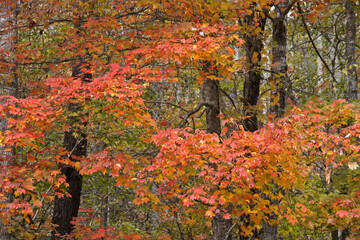 Autumn foliage in Great Smoky Mountains National Park, Tennessee