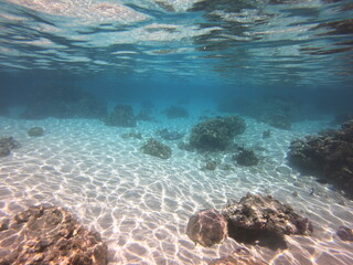 Corail du lagon de Taha'a, Polynésie française