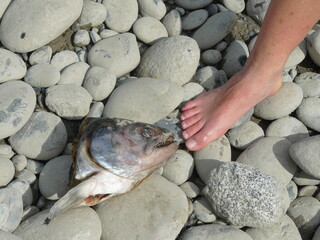 Fish, Head, Fishhead, Feet, Foot, Beach