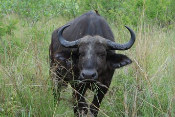 Naklejka premium Bawół afrykański (syncerus caffer) z ptaszkiem na grzbiecie pasący sie w parku narodowym Mana Pools w Zimbabwe w Afryce