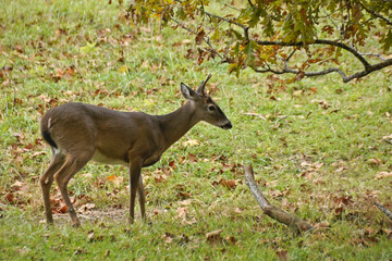 Young male white-tailed (white-tail) deer in Cades Cove, Great Smoky Mountains National Park, Tennessee