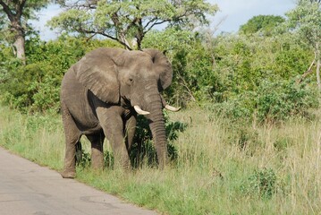 Słoń jedzący trawę niedaleko drogi w Parku Narodowym Krugera w RPA w Afryce - obrazy, fototapety, plakaty