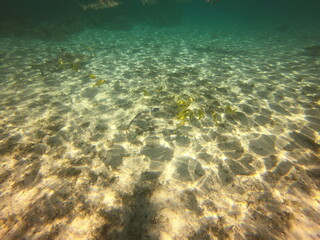 Fototapeta na wymiar Requins pointes noires, lagon de Taha'a, Polynésie française