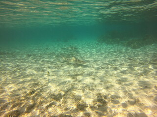 Fototapeta na wymiar Requins pointes noires, lagon de Taha'a, Polynésie française