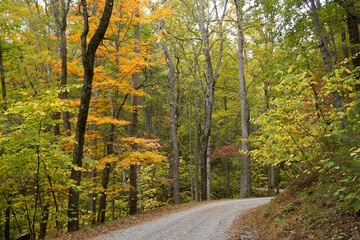 Autumn foliage along Rich Mountain Road out of Cades Cove, Great Smoky Mountains National Park, Tennessee