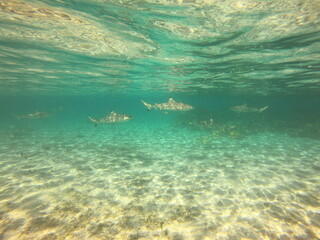Requins pointes noires, lagon de Taha'a, Polynésie française