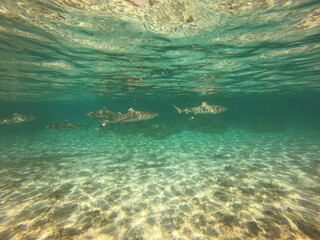Requins pointes noires, lagon de Taha'a, Polynésie française