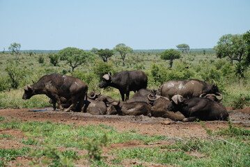 Stado bawołów  (syncerus caffer) podczas kąpieli błotnej w upalny suchy dzień w Parku narodowym Krugera w Republice Południowej Afryki - obrazy, fototapety, plakaty