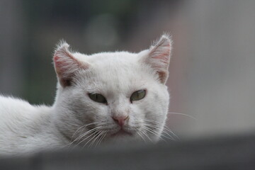Gato blanco 