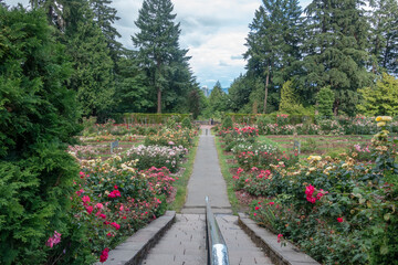 Portland international rose garden
