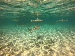 Requins du lagon de Taha'a, Polynésie française