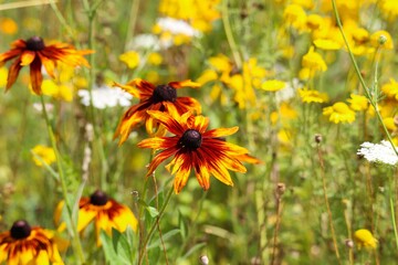 Closeup of isolated orange yellow coneflower blossom  (rudbeckia) in wild flower field. Blurred flowers (anthemis orientalis) background. (Focus on blossom in center)
