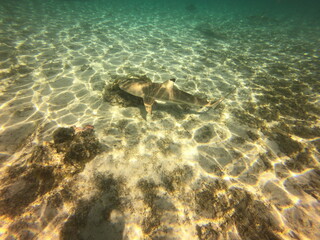 Requin dans le lagon de Taha'a, Polynésie française