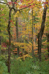 Autumn foliage in Great Smoky Mountains National Park, Tennessee
