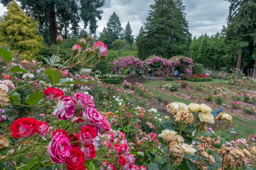 Portland international rose garden