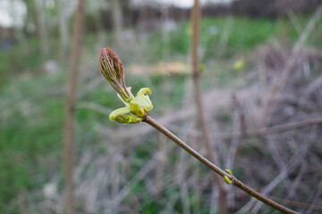 young branch of a tree with just opened leaves