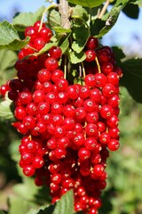 Closeup of isolated bright ripe juicy gooseberries (ribes rubrum) hanging on bush in german fruit plantation in summer - Germany