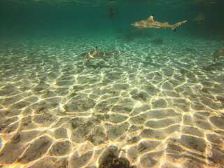 Requins de lagon à Taha'a, Polynésie française