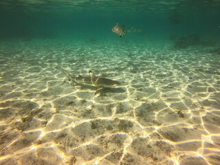 Requins de lagon à Taha'a, Polynésie française