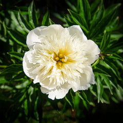 white peony tree flower with green leaves on a dark background