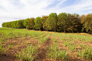 An agricultural landscape with sugarcane regrowth in the foreground and a rubber tree plantation in the background under a sunny blue sky, illustrating rural farming diversity.