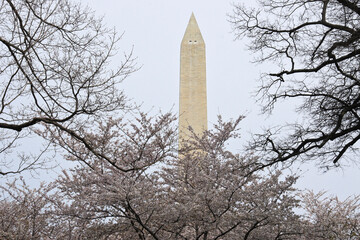 Washington Monument and cherry trees in bloom, Washington, DC
