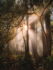 Rays of light in forest