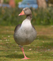 Fototapeta premium Goose standing on one leg