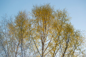 Fototapeta premium Crown, foliage of yellow trees against a clear blue sky, evening