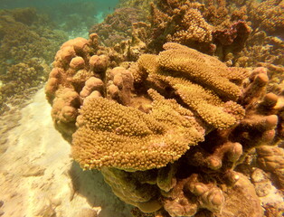 Patate de corail, lagon de Taha'a, Polynésie française