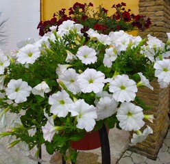 White flowers in a pot