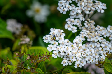 Bluebottle Fly feeding on nectar from a Achillea nobilis. © Declan Hillman