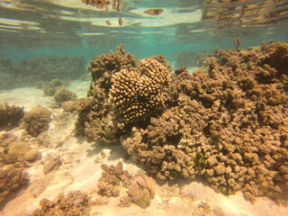 Patate de corail, lagon de Taha'a, Polynésie française