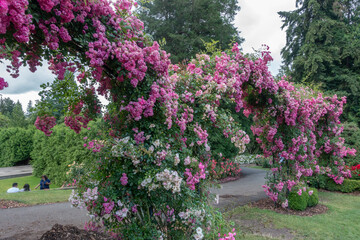 Portland international rose garden