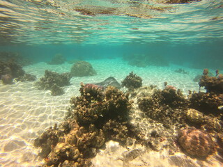 Raie pastenague, lagon de Taha'a, Polynésie française