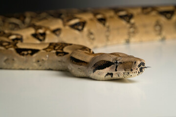Boa constrictor snake on white background