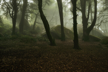 Foggy forest in Sintra
