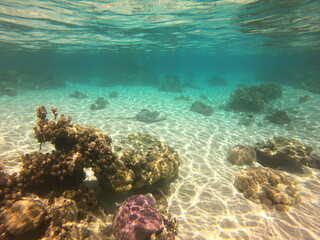 Raie pastenague, lagon de Taha'a, Polynésie française